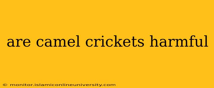 are camel crickets harmful