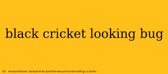 black cricket looking bug